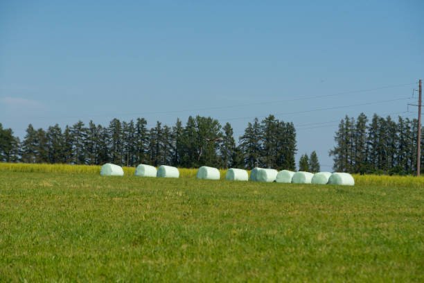 Silage Film Common Challenges Australian Farmers Face and How to Overcome Them