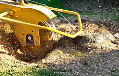 Stump Removal in Adelaide Hills, SA’ How Professional Services Protect Your Property and Enhance Landscape Aesthetics
